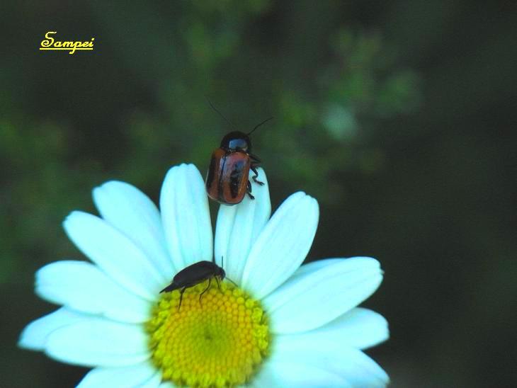 Cryptocephalus bipunctatus (Chrysomelidae) con un Mordellidae.